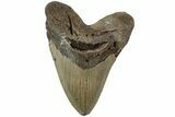 Fossil Megalodon Tooth - North Carolina #236740-1